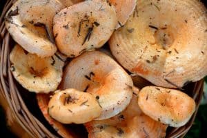 Sustainable Cooking Tips for Eco-Conscious Eaters