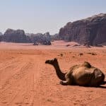 Desert Adventures That Go Beyond Camel Rides