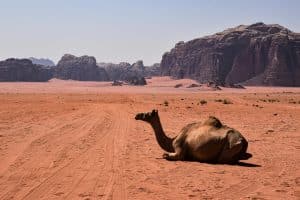 Desert Adventures That Go Beyond Camel Rides