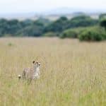 Wildlife Safaris That Support Conservation Efforts