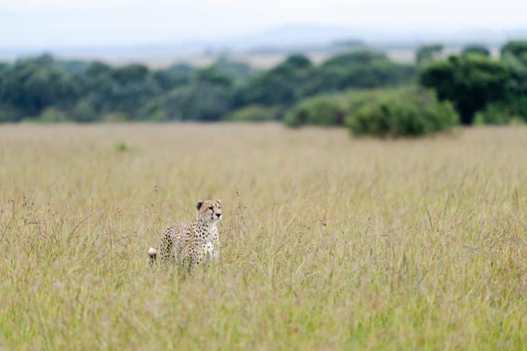 Wildlife Safaris That Support Conservation Efforts