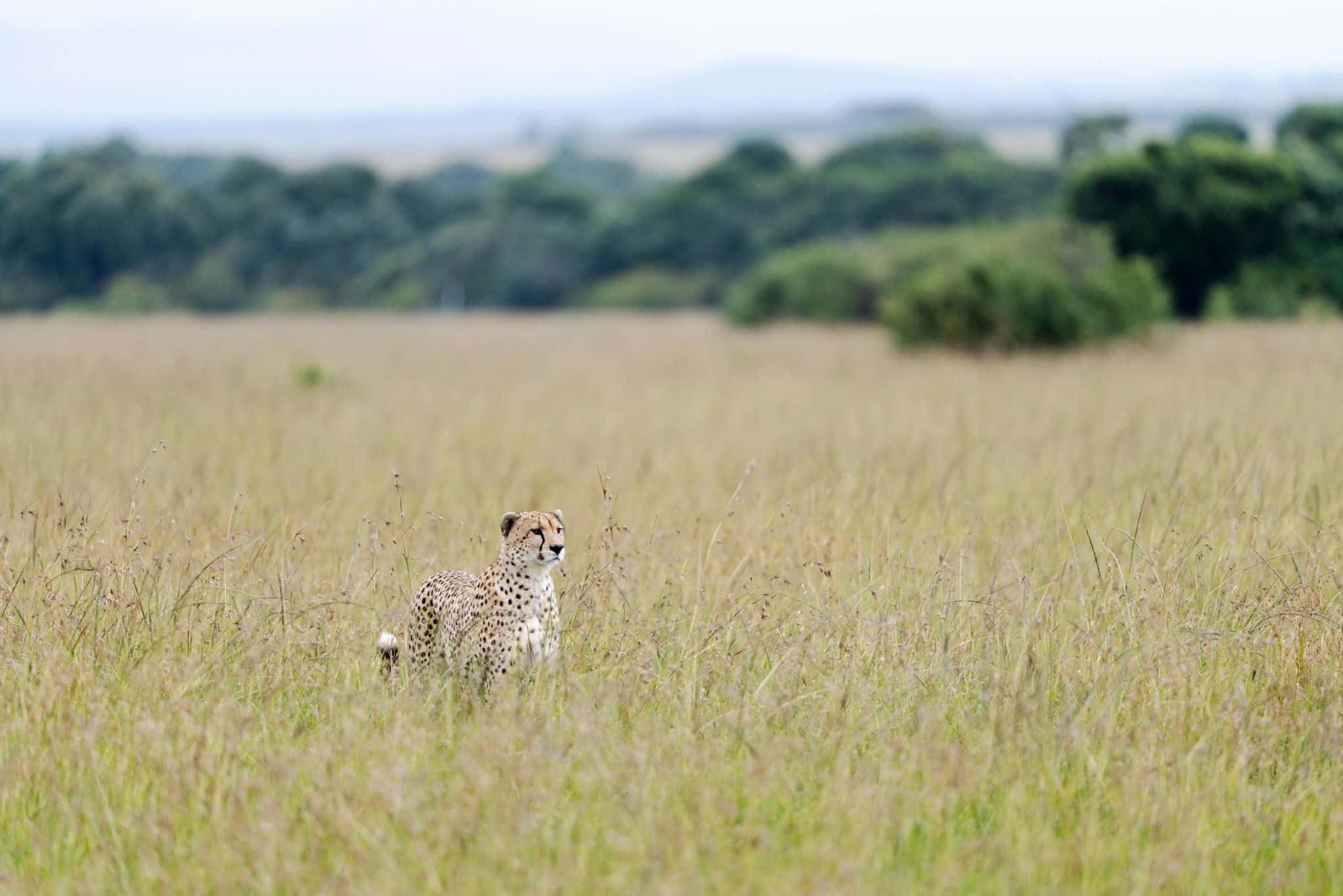 Wildlife Safaris That Support Conservation Efforts