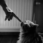 Interest Rates: How Fluctuations Affect Homebuyers