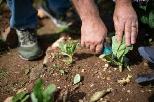 Sustainable Landscaping Gains Ground in New Neighborhoods